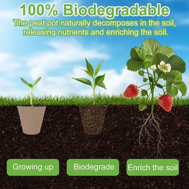 Alt view image 4 of 7 - 30 Pack Peat Pots, 3.1 Inch Seed Starting Pots, No Drainage Holes | No Transplant Shock, Biodegradable Round Nursery Pot, Starting Seeds of Vegetables, Herbs, and Flowers