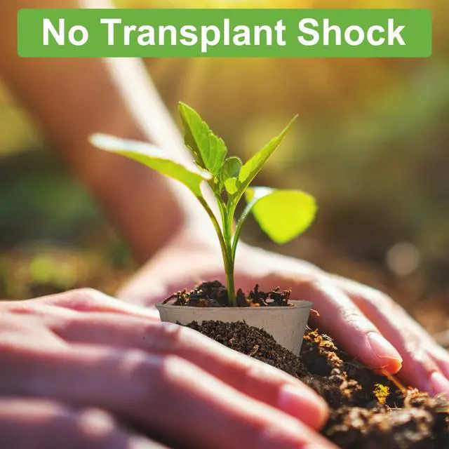 Alt view image 3 of 7 - 30 Pack Peat Pots, 3.1 Inch Seed Starting Pots, No Drainage Holes | No Transplant Shock, Biodegradable Round Nursery Pot, Starting Seeds of Vegetables, Herbs, and Flowers