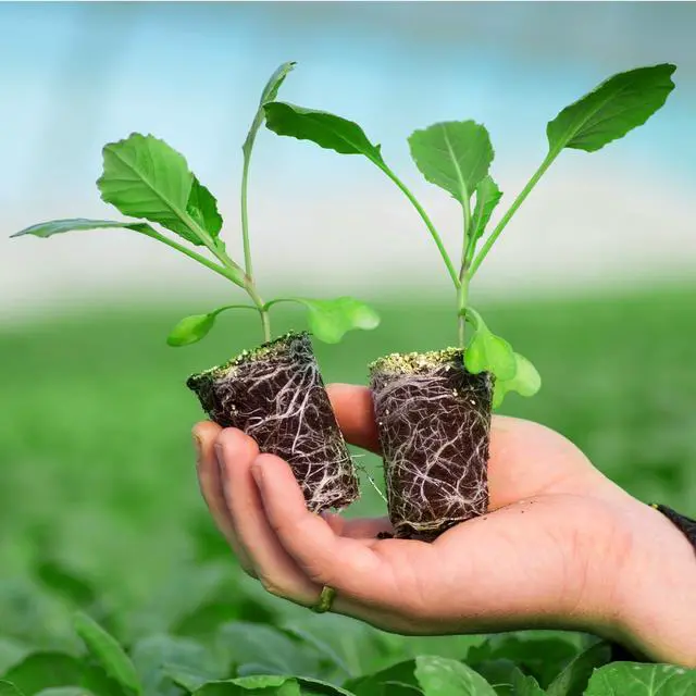 Alt view image 7 of 7 - 30 Pack Peat Pots, 3.1 Inch Seed Starting Pots, No Drainage Holes | No Transplant Shock, Biodegradable Round Nursery Pot, Starting Seeds of Vegetables, Herbs, and Flowers