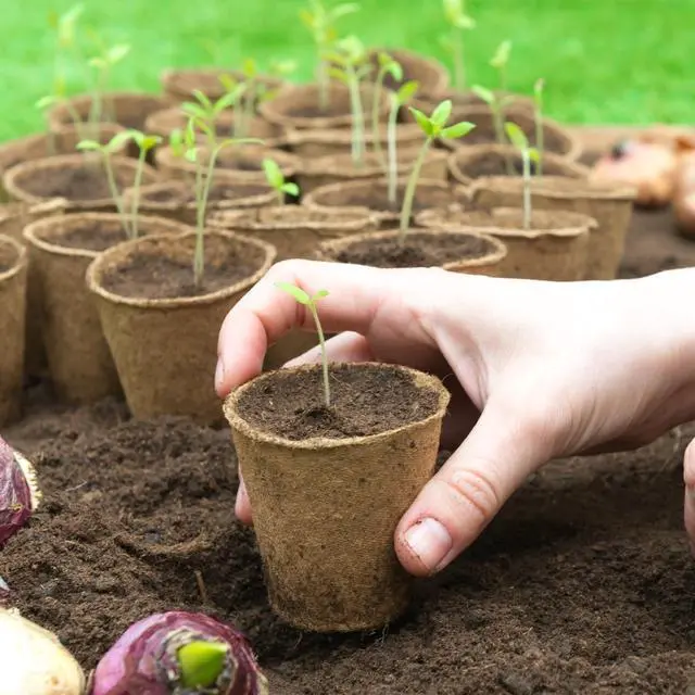 Alt view image 6 of 7 - 30 Pack Peat Pots, 3.1 Inch Seed Starting Pots, No Drainage Holes | No Transplant Shock, Biodegradable Round Nursery Pot, Starting Seeds of Vegetables, Herbs, and Flowers