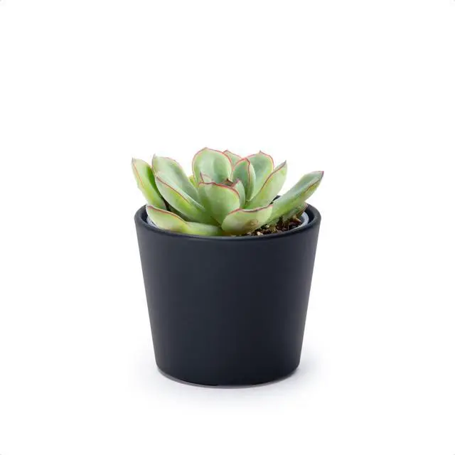 Main image of 3.5 Inch Black Plastic Cachepot with Clear Nursery Pot, Decorative Lightweight Planter Cover with Transparent Inner Pot for Indoor Houseplants, Pack of 1, 24-A-E-1