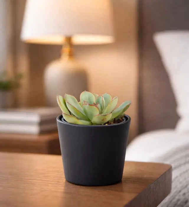 Alt view image 6 of 7 - 3.5 Inch Black Plastic Cachepot with Clear Nursery Pot, Decorative Lightweight Planter Cover with Transparent Inner Pot for Indoor Houseplants, Pack of 1, 24-A-E-1