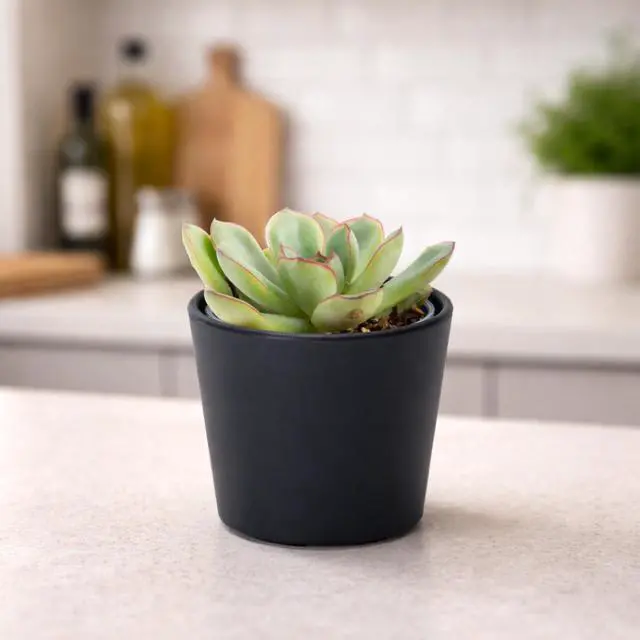 Alt view image 7 of 7 - 3.5 Inch Black Plastic Cachepot with Clear Nursery Pot, Decorative Lightweight Planter Cover with Transparent Inner Pot for Indoor Houseplants, Pack of 1, 24-A-E-1