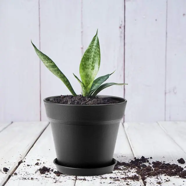 Alt view image 6 of 6 - 4 Inch Small Plant Pots 6 Pack, Plastic Plant Pots Indoor Saucer, Black | Small Pots for Plants with Holes and Tray, Thickened Indoor Planters Seedlings Nursery Pots, African Violet and Succulent