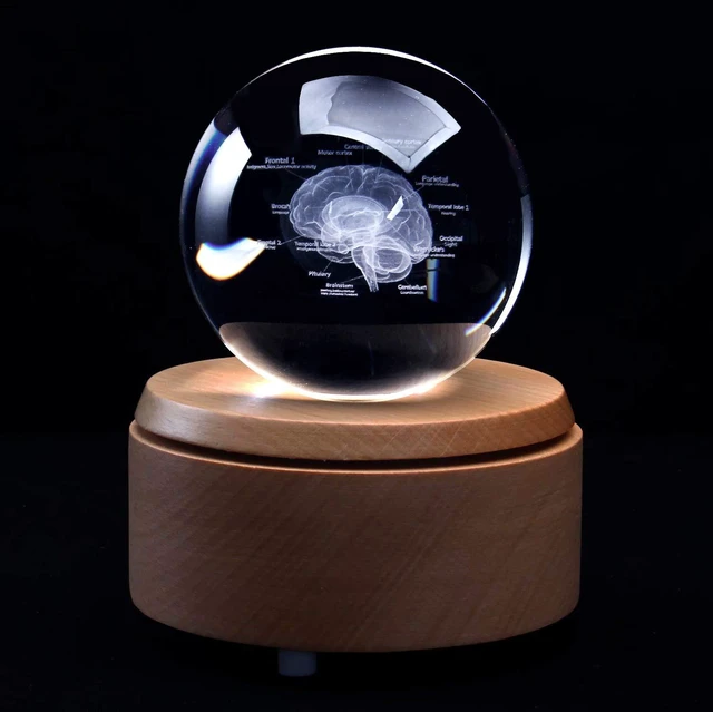 Main image of 3D Human Brain with Labels Anatomical Model Paperweight(Laser Etched) in Crystal Glass Ball Science Gift (Included LED Base)