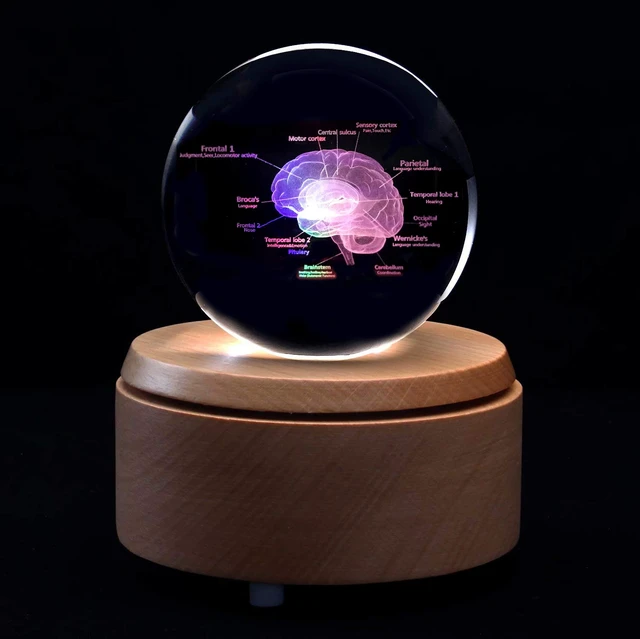 Alt view image 2 of 4 - 3D Human Brain with Labels Anatomical Model Paperweight(Laser Etched) in Crystal Glass Ball Science Gift (Included LED Base)