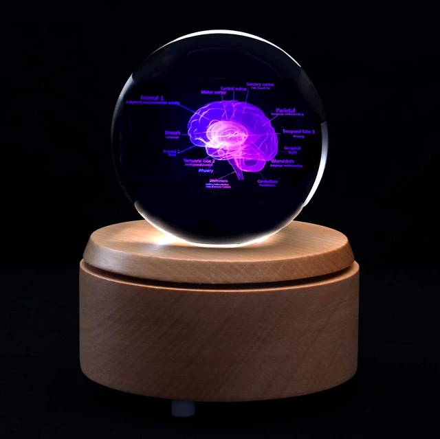 Alt view image 3 of 4 - 3D Human Brain with Labels Anatomical Model Paperweight(Laser Etched) in Crystal Glass Ball Science Gift (Included LED Base)