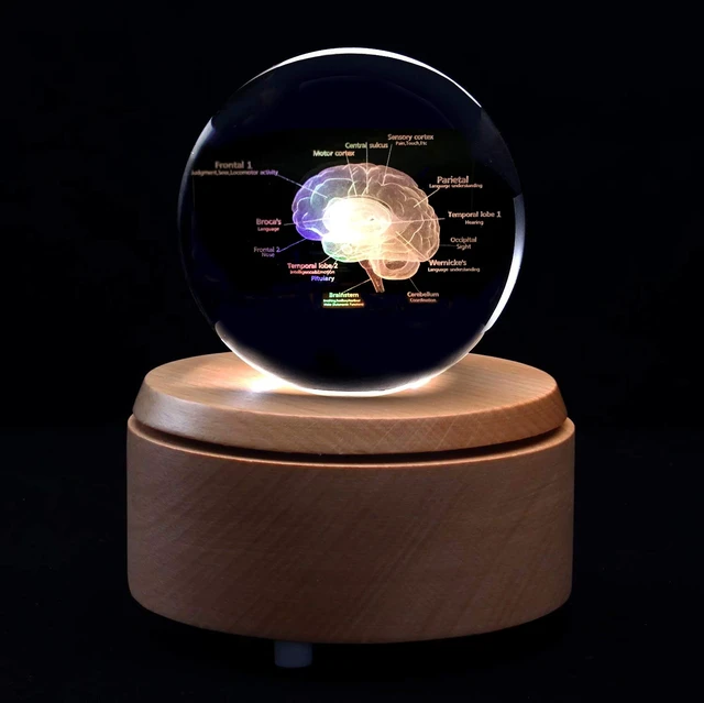 Alt view image 4 of 4 - 3D Human Brain with Labels Anatomical Model Paperweight(Laser Etched) in Crystal Glass Ball Science Gift (Included LED Base)
