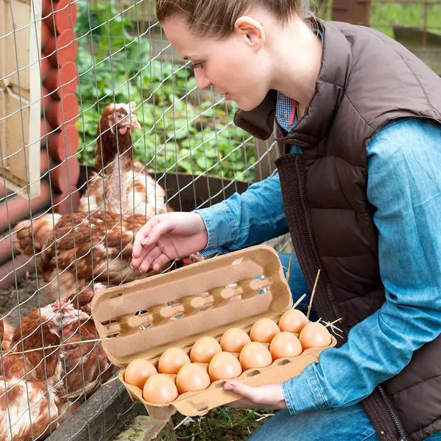 Alt view image 6 of 6 - 100 Pcs Air Vented Egg Cartons Bulk Holds up to 12 Eggs Strong Sturdy Natural Pulp Cardboard Material Egg Box Holder Crate