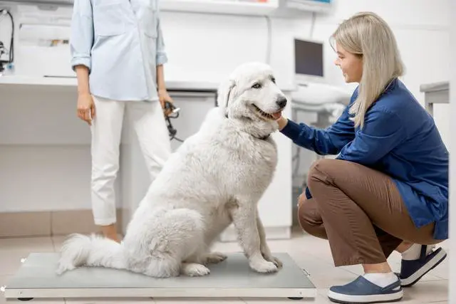 Alt view image 4 of 6 - Alpine ADIME904-04 Stainless-Steel Veterinary Scale, 44.09inH x 20.47inW x 1.77inD, White