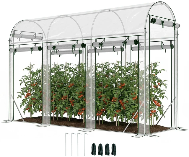 Main image of Walk in Tunnel Greenhouse, 10 3 Hoop Greenhouse with Roll Doors Plant with Galvanized Steel Frame for Garden Patio