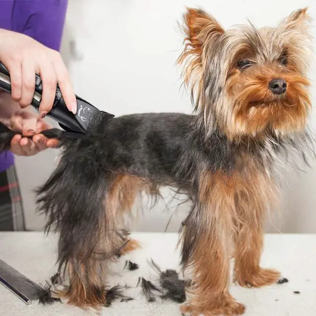 Alt view image 6 of 7 - Pet Republique Cordless Dog Shaver Trimmer Kit - Hair Clippers for All Fur Type & All Size Dogs Cats and Pets