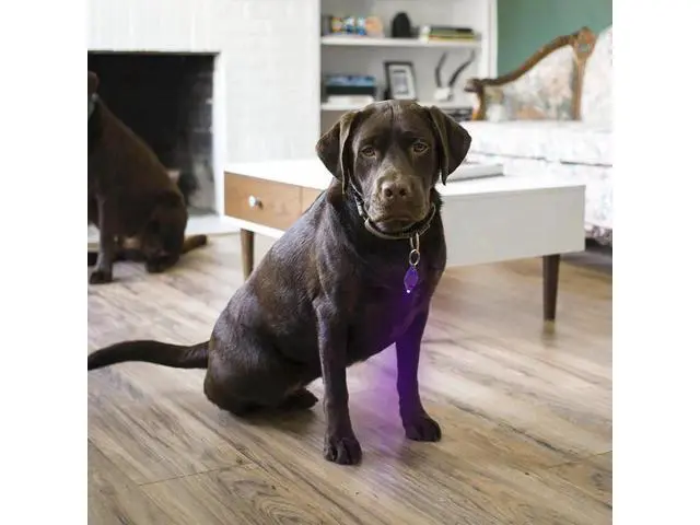 Alt view image 9 of 10 - 395nm Purple UV LED Mini Keychain light LED Flashlight Torch Black light Lamp Id Currency Passports Cat Dog pet urine Detector