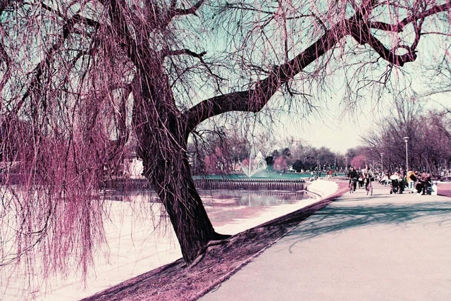 Alt view image 4 of 6 - Lomochrome Purple 35 mm ISO 100-400