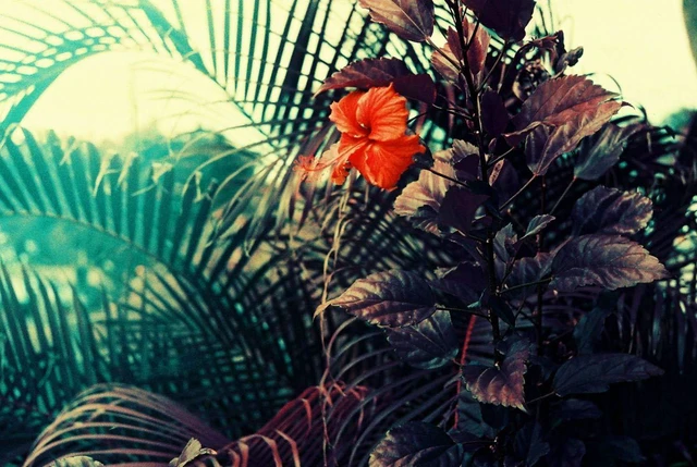 Alt view image 6 of 6 - Lomochrome Purple 35 mm ISO 100-400