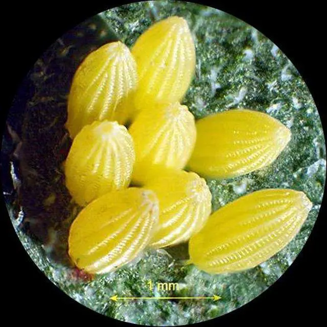 Alt view image 3 of 4 - SE303R-P Sharp Forward Stereo Microscope 30X | 10X-30X Magnification Range