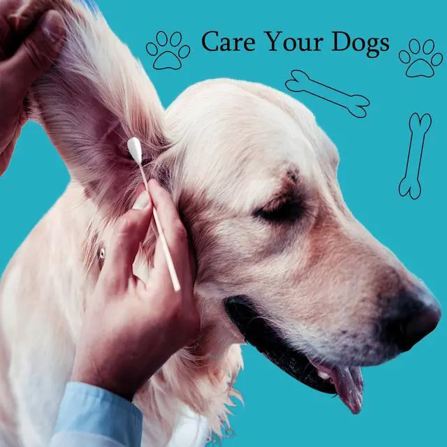 Alt view image 4 of 6 - 150pcs Large Cotton Swabs,6 Inch Long Large Cotton Buds with Bamboo Handle for Dogs, Specifically Designed for Dogs,Professional Big Cotton SwabsDogs Ears Large Cotton Swabs
