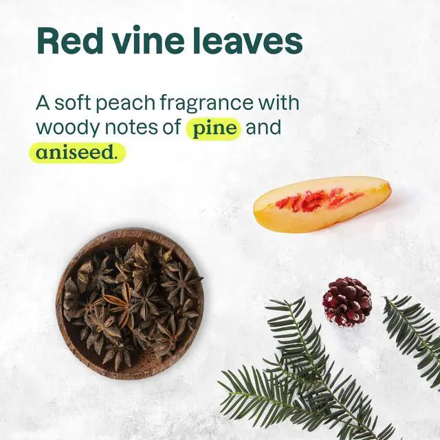 Alt view image 4 of 6 - Foaming Hand Soap, EWG Verified, Plant and Mineral-Based Ingredients, Vegan and Cruelty-free Personal Care Products, Vine Leaves and Pomegranate, 10 Fl Oz (Pack of 3)