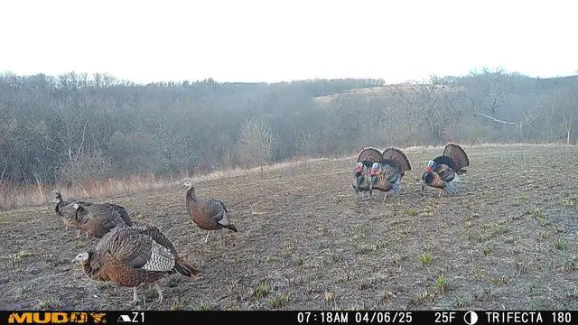 Alt view image 2 of 7 - Trifecta 180 Cellular Camera (Brown) | 36MP Photo Resolution, 1080p Video Recording, Customizable Time-Out Delays