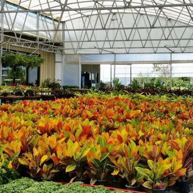 Alt view image 10 of 10 - Nelson - Trees, Shrubs, & Evergreens Plant Food for In-Ground, Containers, & Patios, Granular Fertilizer, NutriStar 21-6-8 (15 lb.)