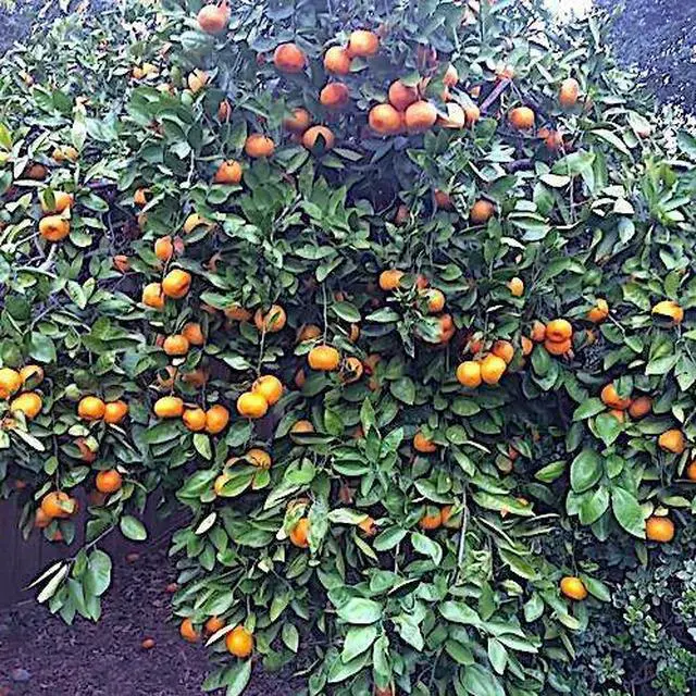 Alt view image 7 of 8 - Nelson - Citrus Fruit & Avocado Tree Plant Food for In-Ground, Containers, & Patios, Granular Fertilizer, NutriStar 12-10-10 (15 lb.)