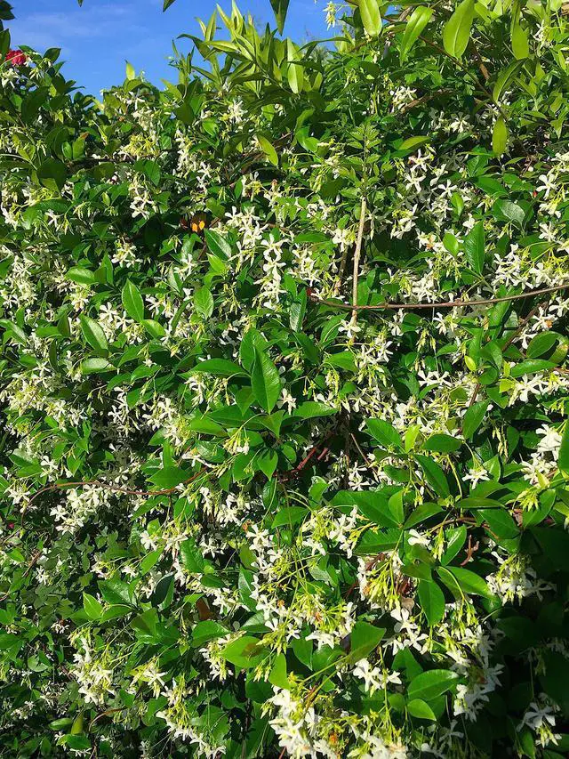 Alt view image 9 of 10 - Nelson - Trees, Shrubs, & Evergreens Plant Food for In-Ground, Containers, & Patios, Granular Fertilizer, NutriStar 21-6-8 (15 lb.)
