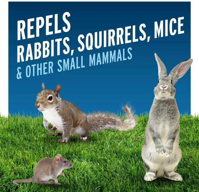 Alt view image 3 of 7 - All-Purpose Animal Repellent Granular 2 Pounds, Repels Rabbits, Squirrels, Mice And Other Small Mammals