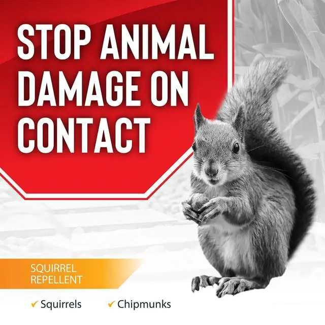 Alt view image 2 of 6 - Squirrel Stopper Repellent Spray - Chipmunk & Squirrel Deterrent for Bird Feeders, Garden & Homes - Weather-Resistant Formula - Scent, Taste & Touch Barrier - Safe Around Kids & Pets - 1 Gallon