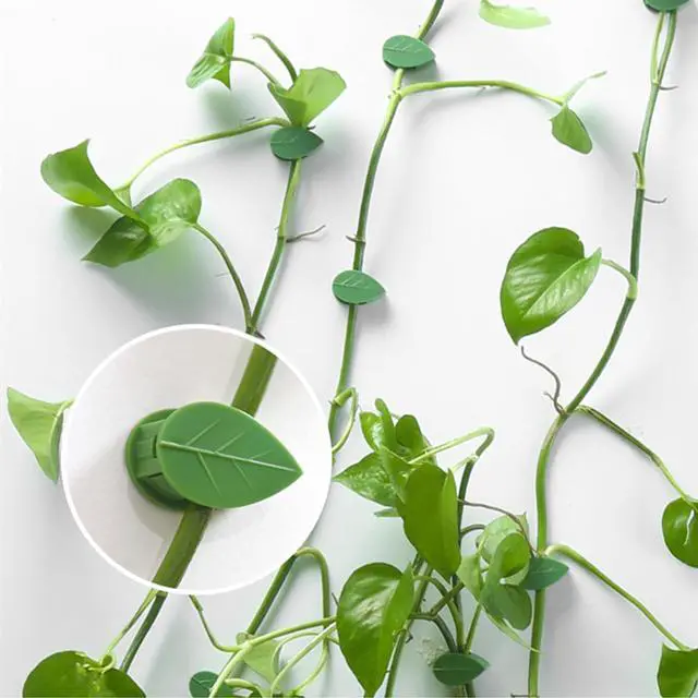 Alt view image 5 of 6 - Plant Climbing Wall Fixture Clips, Plant Fixer Invisible Wall Vines Fixing Clips with 72 Pcs Acrylic Adhesive Sticker, Self-Adhesive Hook Plant Vine Support Holder