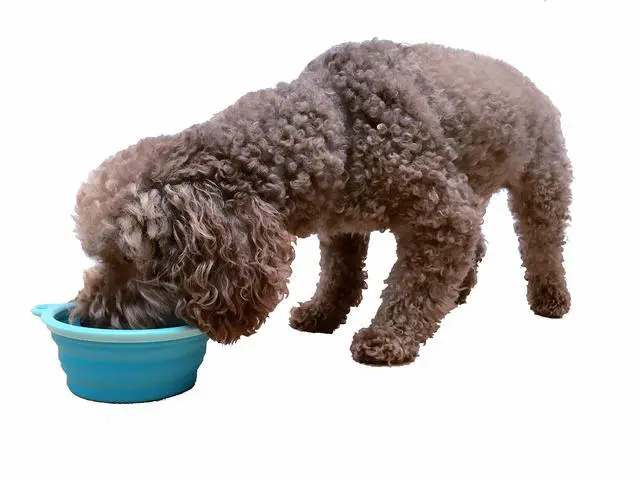 Alt view image 5 of 7 - Collapsible Silicone Food & Water Travel Bowl with Clip for Small & Medium Dog and Cat, Size: 1.5 Cups (5.1 Inch Diameter Bowl) (AQUA)