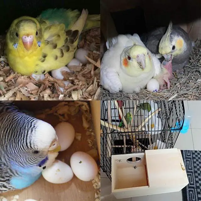 Alt view image 5 of 7 - Wood Parakeet Nest Box with Natural Nesting Pads, Breeding Bird Cage House for Lovebirds Cockatiel Parrotlets Budgerigar Small Parrot