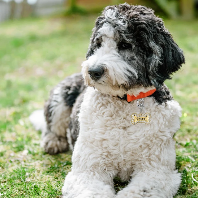 Alt view image 5 of 6 - Stainless Steel Pet Collar Tag Clip, Contour Carabiner-AB Sets