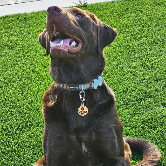 Alt view image 7 of 7 - Professional Service Dog Identification Tag | Emotional Support Animal (ESA) Double-Sided ID | Red Medical Alert Symbol & Federal Law Text | Durable Stainless Steel Tag for Vest or Harness