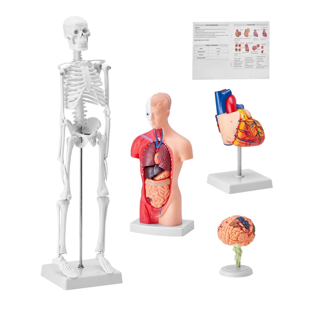 Alt view image 8 of 8 - Human Anatomy Models Bundle Set, Brain, Human Torso Body, Heart, Skeleton Model Set of 4, Hands-on 3D Model Study Tools Teaching Models for Physiology Students or as Educational Kit for Kids