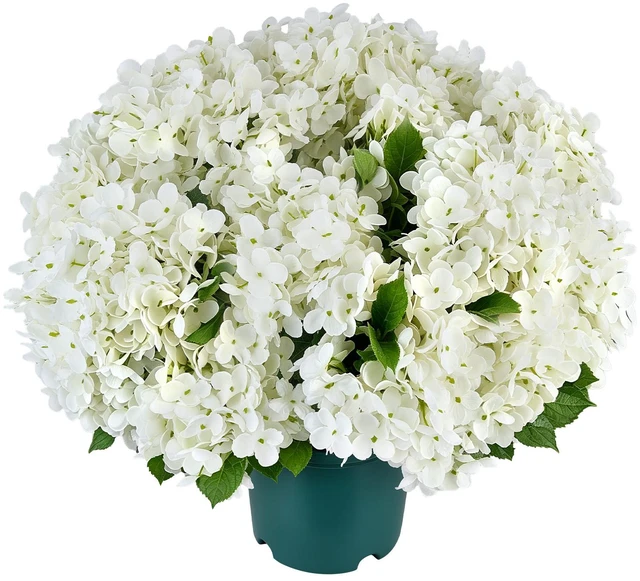 Main image of VEVOR Artificial Potted Hydrangeas 20 in 2-Pack Fake Flower Plants White, for Porch, Patio, Entryway, & Home Decor, Indoor & Outdoor Use, Silk and PE Blooms in Pots, Ready to Display Faux Plants