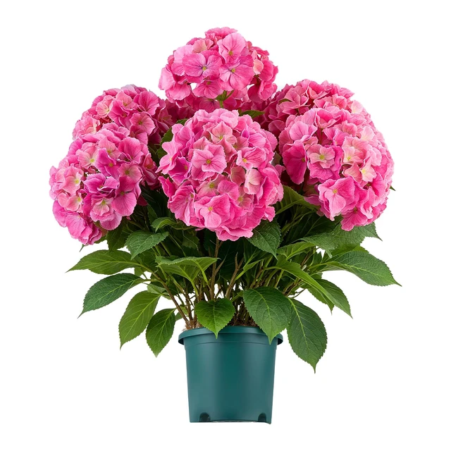 Main image of VEVOR Artificial Potted Hydrangeas 28 in 2-Pack Fake Flower Plants Deep Pink, for Porch, Patio, Entryway, & Home Decor, Indoor & Outdoor Use, Silk and PE Blooms in Pots, Ready to Display Faux Plants
