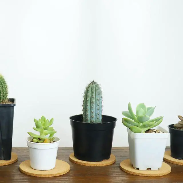 Alt view image 5 of 6 - 6Pcs Cork Coasters, 3.9 inch Coasters, Coasters Set for Drinks | Light coasters for coffee cups and small flower pots