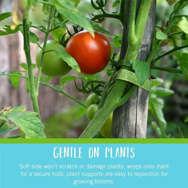 Alt view image 2 of 6 - Brand Adjustable Plant Ties | 75 ft x 1/2 in Green Garden Tape | Reusable, Cut-to-Length Hook & Loop Plant Support for Staking, Training & Organizing Tomatoes, Vines, and Flowers