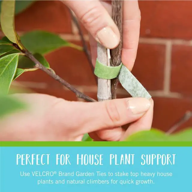 Alt view image 5 of 6 - Brand Adjustable Plant Ties | 75 ft x 1/2 in Green Garden Tape | Reusable, Cut-to-Length Hook & Loop Plant Support for Staking, Training & Organizing Tomatoes, Vines, and Flowers