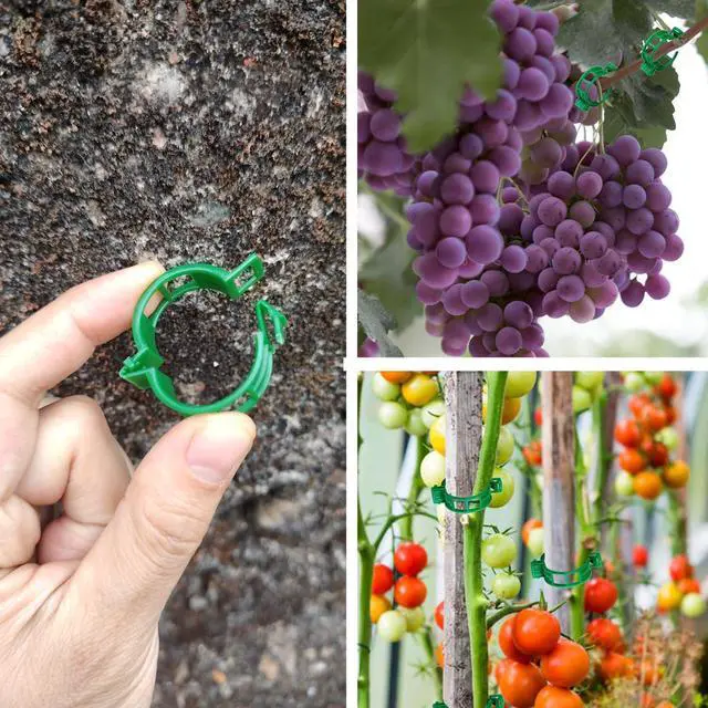Alt view image 3 of 6 - Plant Support Clips, 100 Pcs Tomato Clips, Plastic Trellis Clips, Grape Vine Tomato Vine Vegetables Plants Garden Support Clips to Grow Upright Makes Plants Healthier