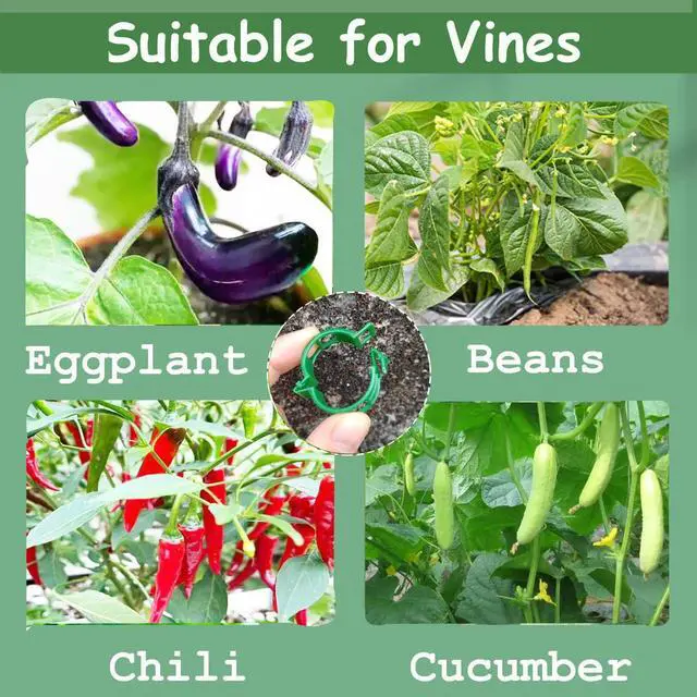 Alt view image 6 of 6 - Plant Support Clips, 100 Pcs Tomato Clips, Plastic Trellis Clips, Grape Vine Tomato Vine Vegetables Plants Garden Support Clips to Grow Upright Makes Plants Healthier