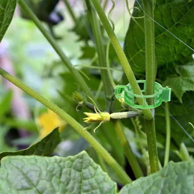 Alt view image 5 of 6 - Plant Support Clips, 100 Pcs Tomato Clips, Plastic Trellis Clips, Grape Vine Tomato Vine Vegetables Plants Garden Support Clips to Grow Upright Makes Plants Healthier