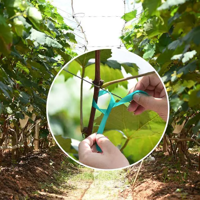 Alt view image 4 of 7 - Stretch Tie Tape, 1 Wide 200FT Reusable Garden Plant Ties Green Tapes for Plants, Thick Garden Vinyl Stake Ribbon for Branches Flowers Tomatoes Indoor Outdoor Greenhouse