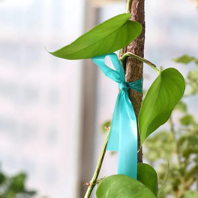 Alt view image 7 of 7 - Stretch Tie Tape, 1 Wide 200FT Reusable Garden Plant Ties Green Tapes for Plants, Thick Garden Vinyl Stake Ribbon for Branches Flowers Tomatoes Indoor Outdoor Greenhouse