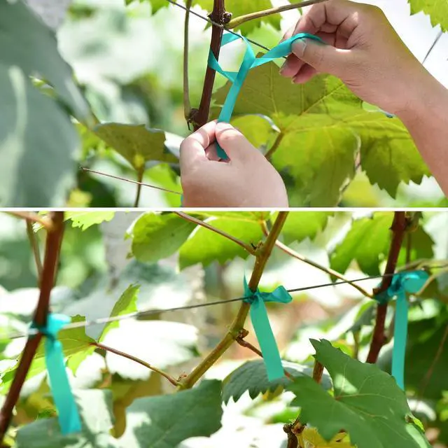 Alt view image 3 of 7 - 2 Pcs 150 Feet x 1/2" Wide Stretch Tie Tape Green Plant Garden Tie, Garden Vinyl Stake for Branches, Climbing Planters, Flowers