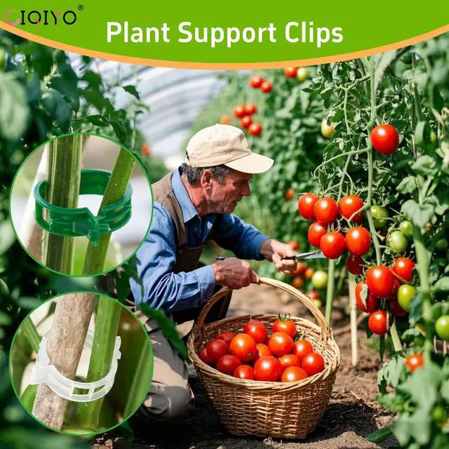 Alt view image 7 of 7 - 100 Pcs Plant Support Clips,Plastic Clips for Securing Plants | Plant Fixing Clips,Tomato Vine Clips,Garden Clips for Climbing Plants,Grape and Vine Vegetables,Reusable(100, Green)