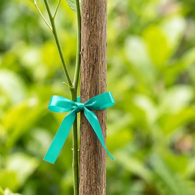 Alt view image 6 of 7 - 2 Rolls Stretch Tie Tape Garden Tie Tape Thick Plant Ribbon Garden Green Vinyl Stake for Indoor Outdoor Patio Plant Use, 1 Inch Wide by 150 Feet Long