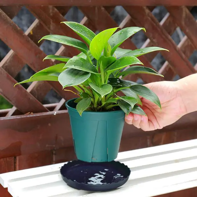 Alt view image 4 of 7 - 12Pcs Plant Saucer, 6 8 10 Inch Durable Plastic Plant Tray, Black Round Plant Pot Saucers, Drip Tray for Indoor and Outdoor Garden