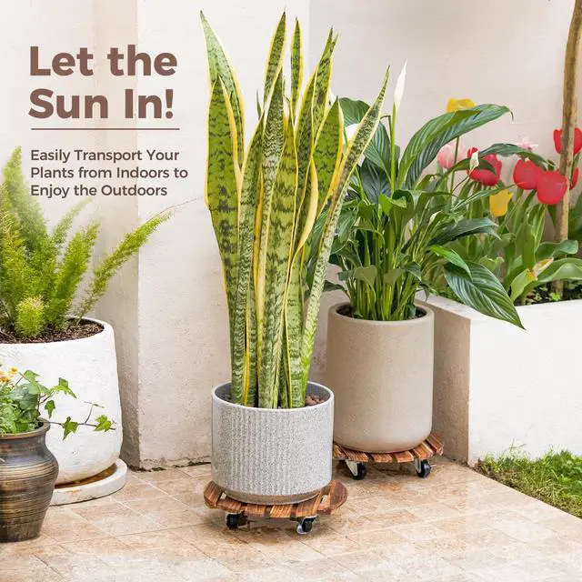 Alt view image 6 of 7 - Plant Caddy 12 Inch Rolling Tray with Wheels 2 Pack | Heavy-duty planter dollies make large pots easy to move indoors or outdoors.