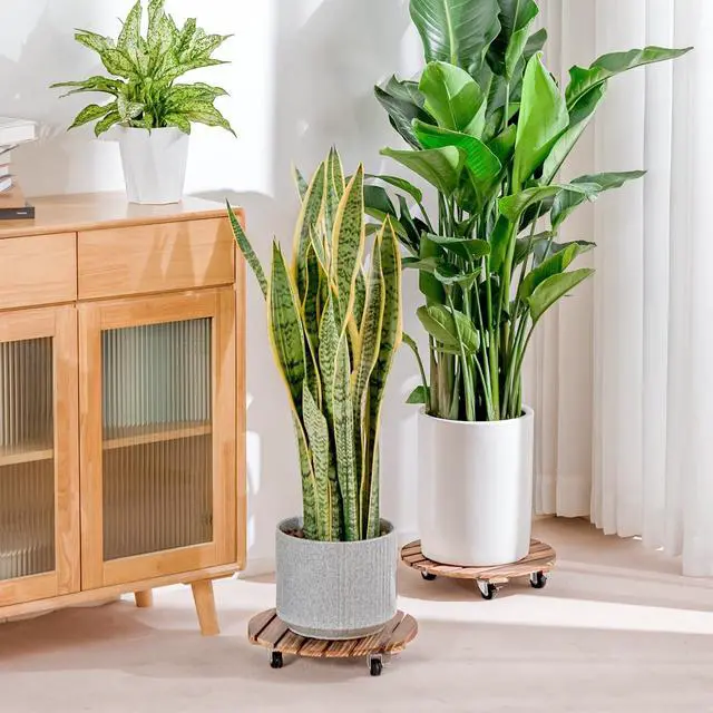 Alt view image 7 of 7 - Plant Caddy 12 Inch Rolling Tray with Wheels 2 Pack | Heavy-duty planter dollies make large pots easy to move indoors or outdoors.